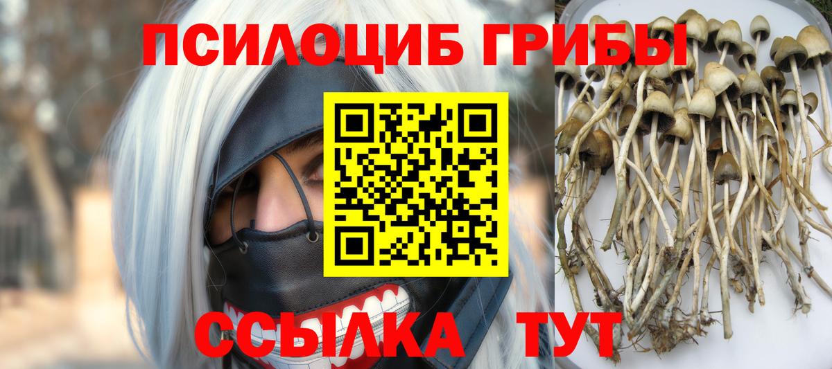 Псилоцибиновые грибы Psilocybine cubensis  Псилоцибиновые грибы прущие грибы  Клин  Вход с VPN 